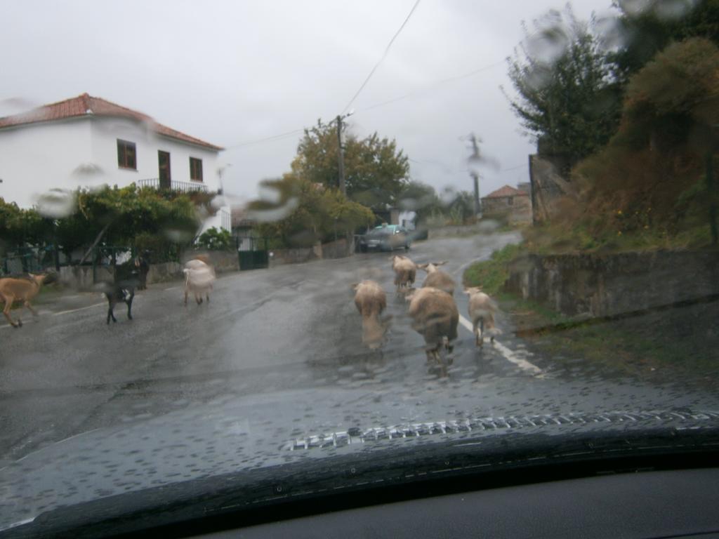 Ferienhaus Casa Da Costinha Cinfães
